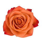 Load image into Gallery viewer, ORANGE CRUSH ROSE - Orange / 50CM / 25 - Fresh Cut Flowers
