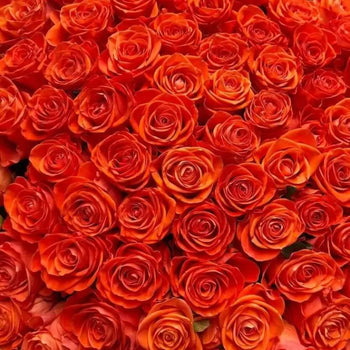 ORANGE ROSES - bloombybunches