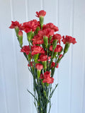 Load image into Gallery viewer, MINI CARNATIONS