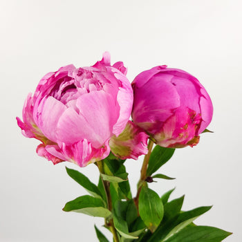 Fresh cut pink peonies with lush petals and green leaves, two stems against a white background