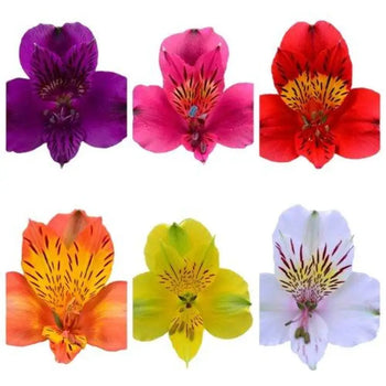 Different colors of Alstroemeria flowers (Single)
