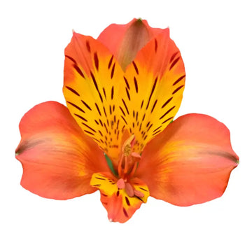 Single Orange Peruvian Lily (Alstroemeria)-bloombybunches.ca
