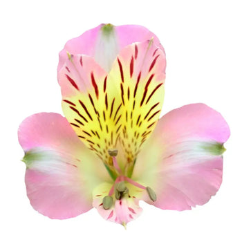 Single Pink Peruvian Lily (Alstroemeria)-bloombybunches.ca