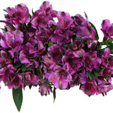 Load image into Gallery viewer, Purple Peruvian Lily (Alstroemeria) Bouquet - bloombybunches.ca