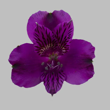 Purple Single Peruvian Lily (Alstroemeria)-bloombybunches.ca