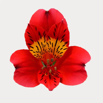 Single Red Peruvian Lily (Alstroemeria)-bloombybunches.ca