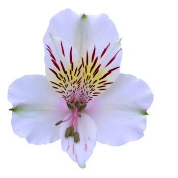 Single White Peruvian Lily (Alstroemeria)-bloombybunches.ca