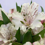 Load image into Gallery viewer, White Peruvian Lily (Alstroemeria) Bouquet in Plastic Sleeve -bloombybunches.ca