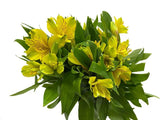 Load image into Gallery viewer, PERUVIAN LILY YELLOW - ALSTROEMERIA - Flowers