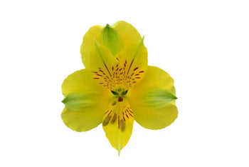 Single Yellow Peruvian Lily (Alstroemeria)-bloombybunches.ca