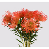 Load image into Gallery viewer, pincushion protea