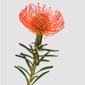 Orange pincushion protea flower with green stem and leaves on white background