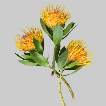 Orange pincushion protea flower with green leaves on gray background