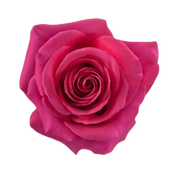 PINK FLOYD HOTPINK ROSE - bloombybunches