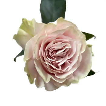 PINK MONDIAL LIGHT PINK ROSE - Pink / 50CM / 25 - Fresh Cut Flowers