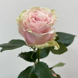 Load image into Gallery viewer, PINK MONDIAL LIGHT PINK ROSE - Pink / 50CM / 25 - Fresh Cut Flowers