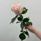 Load image into Gallery viewer, PINK MONDIAL LIGHT PINK ROSE - Pink / 50CM / 25 - Fresh Cut Flowers