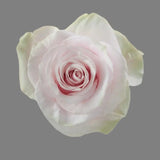Load image into Gallery viewer, PINK MONDIAL LIGHT PINK ROSE - bloombybunches