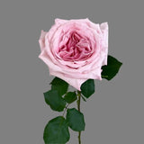 Load image into Gallery viewer, GARDEN ROSE PINK O&#39;HARA - bloombybunches