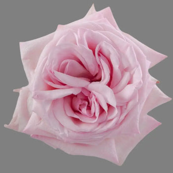 PINK O'HARA GARDEN ROSE - bloombybunches