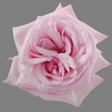 Load image into Gallery viewer, PINK O&#39;HARA GARDEN ROSE - bloombybunches