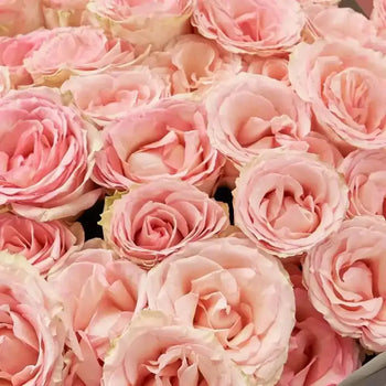 PINK ROSES - bloombybunches