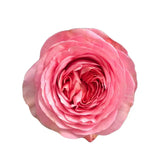 Load image into Gallery viewer, PINK - XPRESSION GARDEN ROSE - bloombybunches