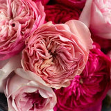 Load image into Gallery viewer, PINK - XPRESSION GARDEN ROSE - bloombybunches