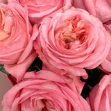 Load image into Gallery viewer, PINK-XPRESSION GARDEN ROSE - MEDIUM_PINK / 25 - Flowers