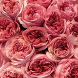 Load image into Gallery viewer, GARDEN ROSE PINK-XPRESSION - bloombybunches