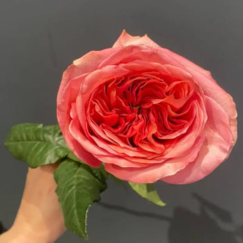 PINK-XPRESSION GARDEN ROSE - MEDIUM_PINK / 25 - Flowers