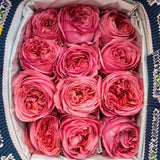Load image into Gallery viewer, GARDEN ROSE PINK-XPRESSION - bloombybunches