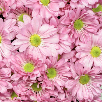 Close-up of pink daisy flowers with light green centers densely arranged, showcasing delicate petals and classic bloom structure.