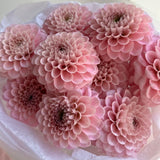 Load image into Gallery viewer, Dahlias Pink