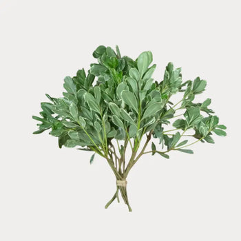 PITTOSPORUM GREEN