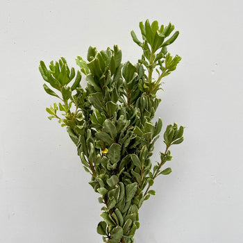 bunch of green variegated pittosporum stems with dense leaves and creamy white edges on plain background