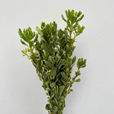 Load image into Gallery viewer, bunch of green variegated pittosporum stems with dense leaves and creamy white edges on plain background