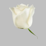 Load image into Gallery viewer, ROSE PLAYA BLANCA WHITE 50CM - bloombybunches