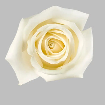 ROSE PLAYA BLANCA WHITE 50CM - bloombybunches