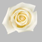 Load image into Gallery viewer, ROSE PLAYA BLANCA WHITE 50CM - bloombybunches