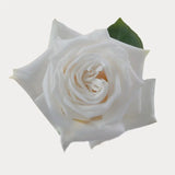 Load image into Gallery viewer, PLAYA BLANCA WHITE ROSE - bloombybunches