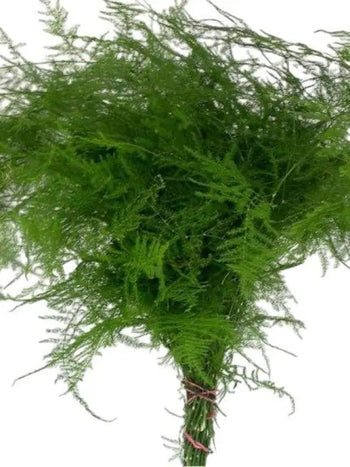 ASPARAGUS PLUMOSUS - bloombybunches