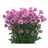 Load image into Gallery viewer, POMPONS DAISY PINK (Spray Chrysanthemums)