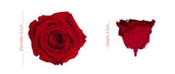 Load image into Gallery viewer, preserved forever red rose size chart