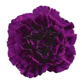 Close-up of a vibrant purple carnation flower with ruffled petals, ideal for bouquets and floral arrangements
