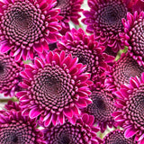 Load image into Gallery viewer, close-up of vibrant purple chrysanthemum button pompom flowers with tightly packed petals and textured centers