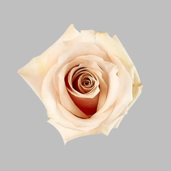 ROSE QUICKSAND CREAM 50CM - bloombybunches
