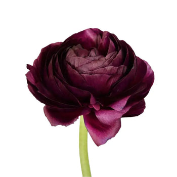 RANUNCULUS BURGUNDY - 40CM / 10 - Flowers