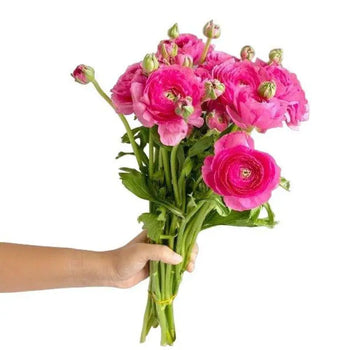 RANUNCULUS HOT PINK Bouquet- bloombybunches