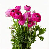 Load image into Gallery viewer, RANUNCULUS HOT PINK - HOT PINK / 40CM / 10 - Flowers